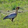 Buff-necked Ibis, Carretera Austral - Patagonia